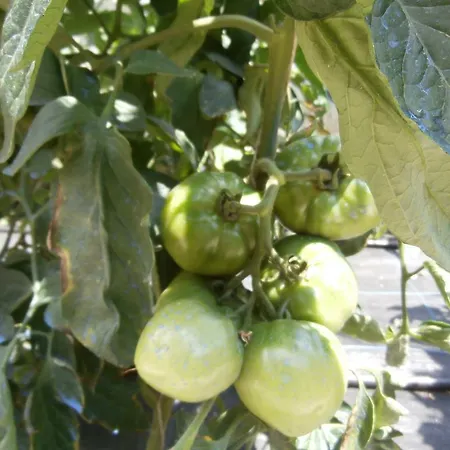 Διαμέρισμα Olive House Ελιά