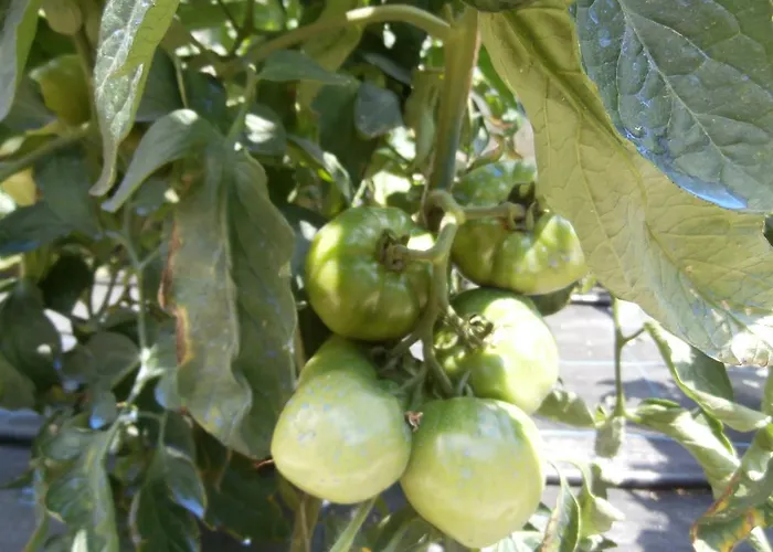 Appartamento Olive House Elia Nikitis